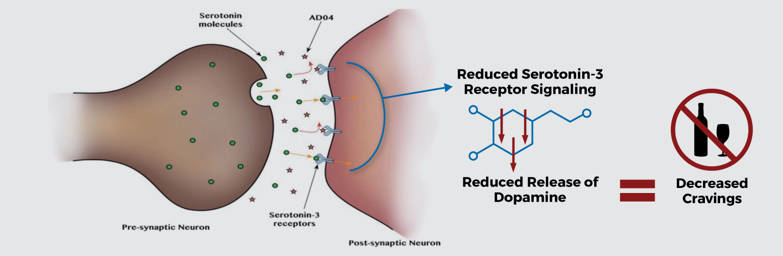AD04 believed to interfere with the dopamine reward system and lead to reduced alcohol intake